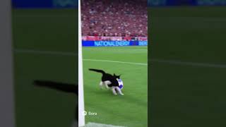 "Football Match Interrupted by a Cat! 🐱⚽ Футбольний матч перервав кіт!